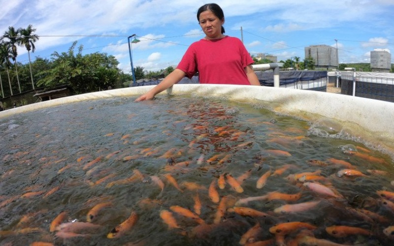 Ilustrasi: Warga memeriksa kondisi ikan nila berumur tiga minggu yang dibudidayakan menggunakan sistem bioflok di Sungai Duren, Jambi Luar Kota, Muarojambi, Jambi, Minggu (26/4/2020). ANTARA FOTO - Wahdi Septiawan
