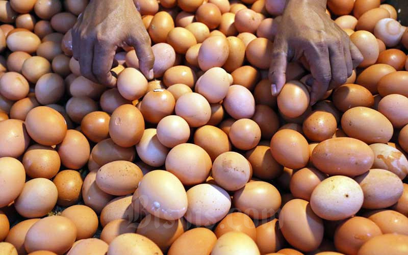 Telur ayam. Biasanya satu mobil di setiap lokasi membawa 500 kilogram telur ayam. Bisnis - Eusebio Chrysnamurti 