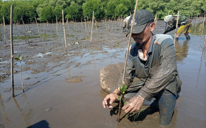 Mangrove merupakan salah satu ekosistem pesisir yang memiliki peran sangat penting bagi kehidupan manusia.  - KKP