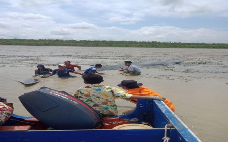 Dusun Sungai Kong, Desa Sungai Pedade, Kecamatan Tulung Selapan, Kabupaten Ogan Komering Ilir, berusaha menyelamatkan seekor ikan paus yang terdampar di bibir pantai berlumpur. 