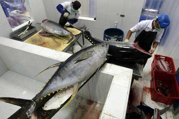 Pekerja membersihkan dan memotong ikan tuna untuk diekspor di tempat pengolahan UD. Nagata Tuna, Banda Aceh, Aceh, Jumat (26/1/2018). - ANTARA/Irwansyah Putra