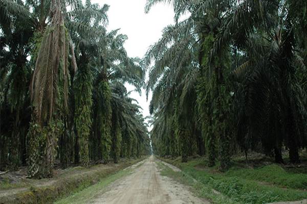 Perkebunan kelapa sawit - Istimewa