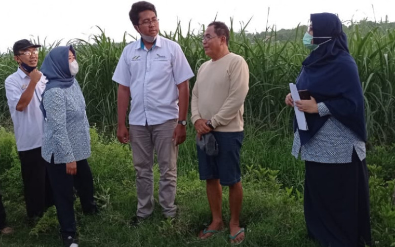 Petani Tebu. Survei kelayakan telah dilakukan terhadap petani mitra pabrik gula di wilayah Madiun, Magetan, dan Ngawi selama 2 hari, yakni pada Rabu-Kamis (18-19/11/2020).  - PTPN XI