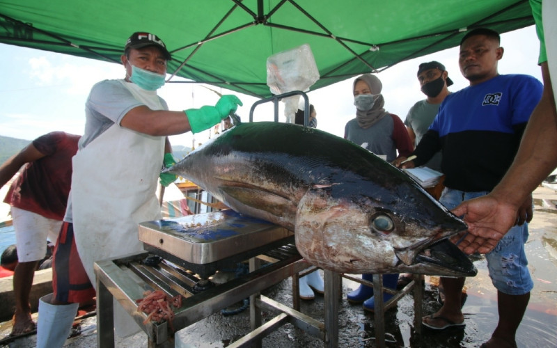 Raih Sertifikat Msc 11 000 Ton Tuna Indonesia Siap Tembus As Dan Eropa Ekonomi Bisnis Com