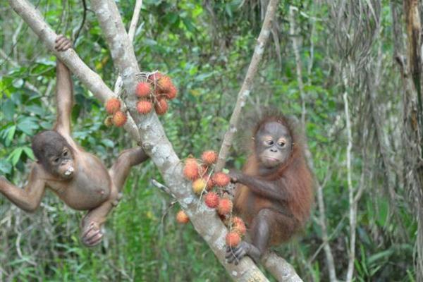 Ilustrasi - orangutans.com.au