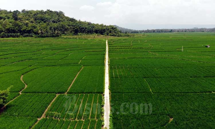 Foto aerial lahan persawahan di Banyumas, Jawa Tengah, Minggu (23/2/2020). Bisnis - Himawan L Nugraha