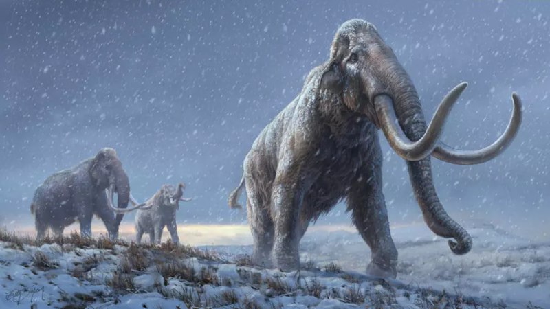 Peneliti menemukan DNA gigi mammoth tertua berusia lebih dari 1 juta tahun. - France24