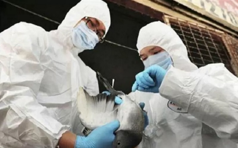 Ilustrasi petugas kesehatan memeriksa kondisi unggas sebagai antisipasi penyebaran flu burung. - Antara/Reuters