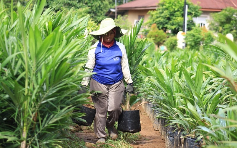 Replanting Tanaman Kelapa Sawit Di Sumbar Ditargetkan 8 000 Hektare