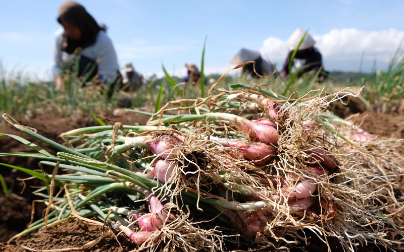 Food Estate, Kalteng Sudah Siapkan 21.000 Hektare Lahan