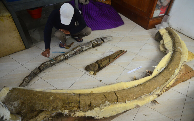 Petugas dari tim pelestari Situs Patiayam membersihkan fosil gading gajah purba (Stegodon Trigenochepalus) temuan warga di Situs Patiayam, Jekulo, Kudus, Jawa Tengah, Jumat (12/2/2021). Sebanyak dua fosil gading gajah purba yang ditemukan warga di pegunungan Patiayam Desa Terban pada Rabu (10/2) lalu dengan panjang 2,98 meter serta di Desa Wangunrejo dengan panjang 3,15 meter itu diperkirakan berumur sekitar 1,6 juta tahun. - Antara/Yusuf Nugroho.