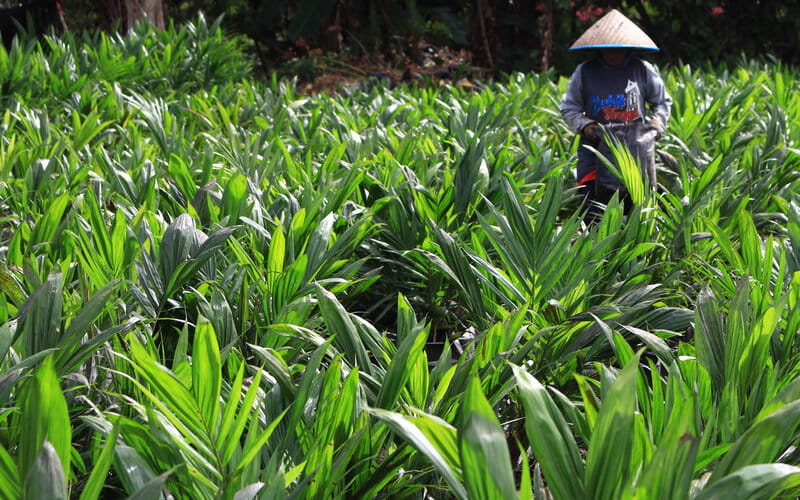 Peremajaan Kelapa Sawit Di Sumbar Terganjal Sejumlah Kendala