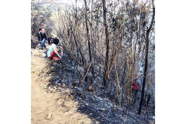 Jejak kebakaran di kawasan Gunung Arjuno - Bisnis