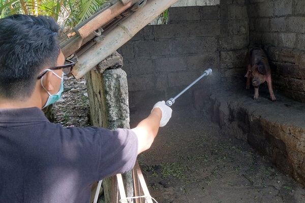 Tim medis dari Dinas Pertanian Kota Denpasar menyemprotkan disinfektan ke kandang babi milik warga di Denpasar, Bali, Rabu (5/2/2020). Kegiatan tersebut untuk mencegah penyebaran wabah virus African Swine Fever (ASF) yang diduga menyebabkan banyak ternak babi mati mendadak di sejumlah daerah di Bali. - Antara/Nyoman Hendra Wibowo