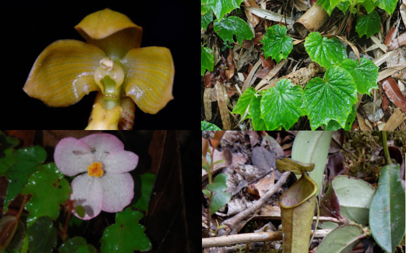 Spesies baru tumbuhan unik dari Indonesia tersebut telah diterbitkan pada jurnal ilmiah nasional maupun internasional di sepanjang 2020.  - LIPI