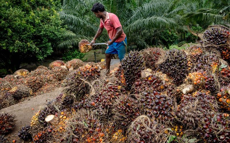 Harga Buah Sawit 1 Tan Hari Ini