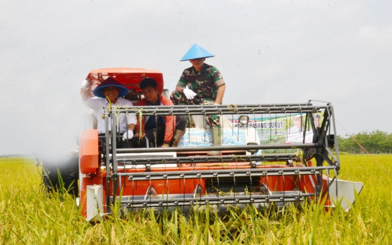 Bupati Kabupaten OKI Iskandar (kiri) saat melakukan panen raya padi.  - Istimewa