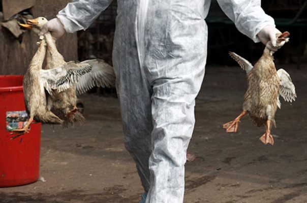 Foto petugas yang melakukan pembantaian unggas demi mencegah virus flu burung