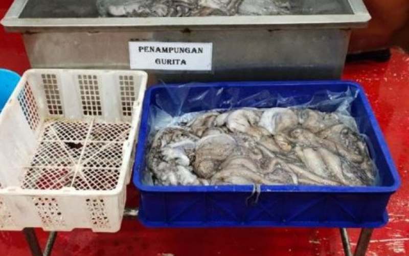BUMN Perikanan Nusantara (Perinus) melakukan ekspor gurita ke Jepang senilai Rp1,03 miliar. ANTARA - dokumentasi Kementerian BUMN 