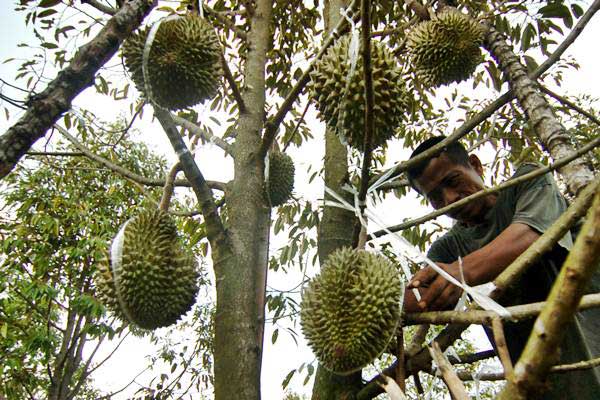 Perkebunan Durian Tangerang