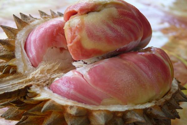 Durian pelangi - Istimewa