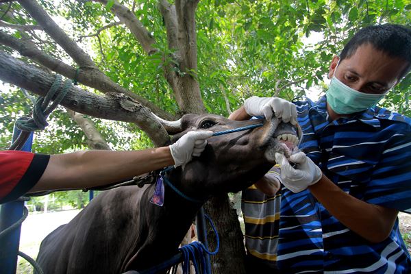 Petugas Kesehaan Hewan melakukan pemeriksaan kesehatan sapi kurban di Suwawa, Kabupaten Bone Bolango, Gorontalo, Selasa (21/8). Pemeriksaan kesehatan tersebut dilakukan untuk memastikan kondisi kesehatan hewan yang akan dikurbankan pada Idul Adha nanti.  - Antara