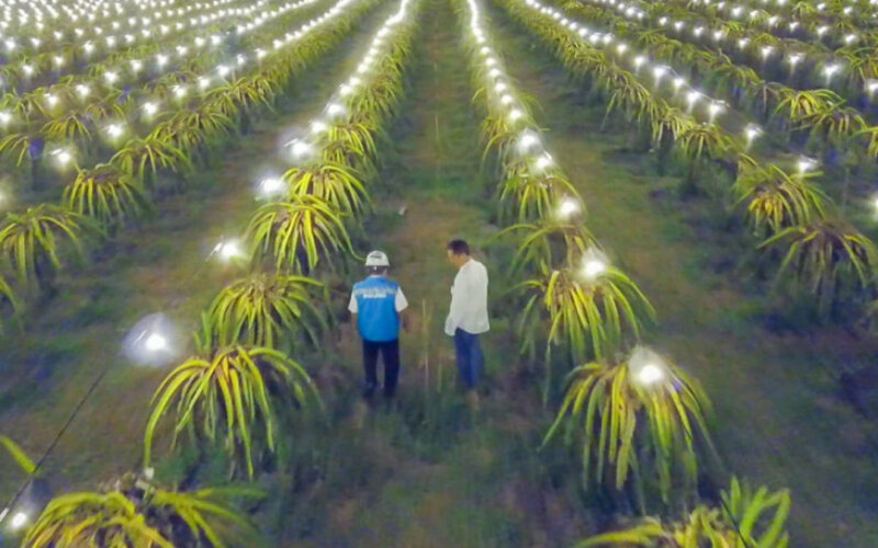 Program electrifying agriculture atau penerangan untuk pertanian buah naga dari PLN di Mojokerto. - PLN UID Jatim.