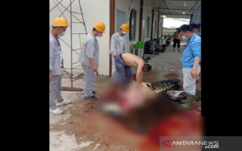 Pekerja tambang di Kecamatan Morosi, Kabupaten Konawe, Sulawesi Tenggara (Sultra) sedang membunuh lalu menguliti seekoor buaya, Rabu (25/8/2021)/ANTARA - HO