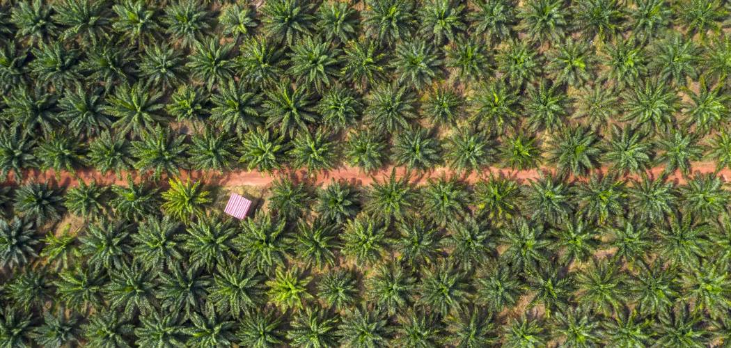 Ilustrasi - Foto aerial kebun kelapa sawit. - Bloomberg/Joshua Paul.