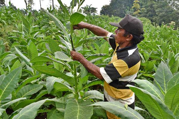 Soal Tarif Cukai 2022, Anggota DPR Ingatkan Pemerintah Soal Kesejahteraan Petani Tembakau
