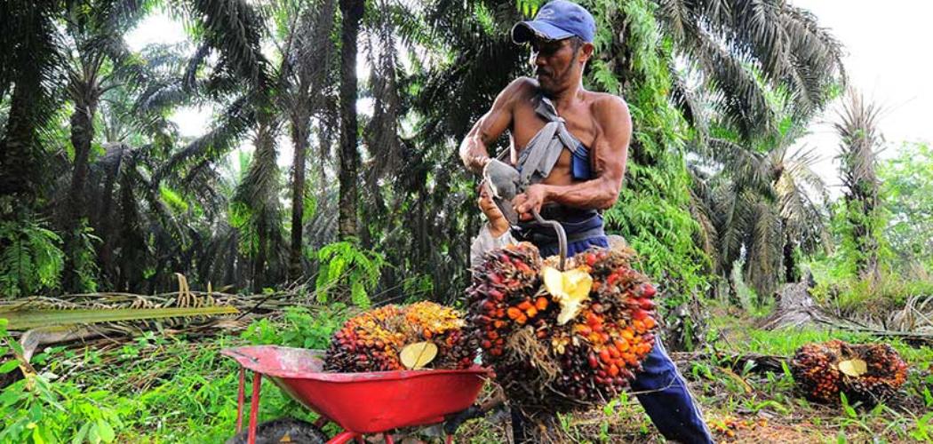 Pekerja memuat tandan buah segar (TBS) kelapa sawit, di Petajen, Batanghari, Jambi, Jumat (11/12/2020). ANTARA FOTO - Wahdi Septiawan