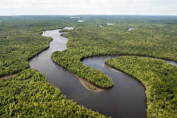 Foto udara sungai berkelok membelah hutan di Kabupaten Mimika, Papua, Senin (29/1). - ANTARA/M Agung Rajasa