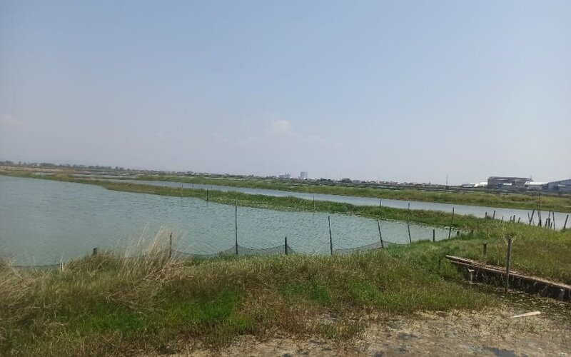 Banjir Rob di Demak Berimbas ke 2.669 Hektare Lahan Pertanian
