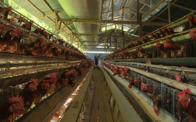 Pekerja memanen telur ayam ternaknya di kelurahan Rangas, Mamuju, Sulawesi Barat, Kamis (5/11/2020).  - Antara