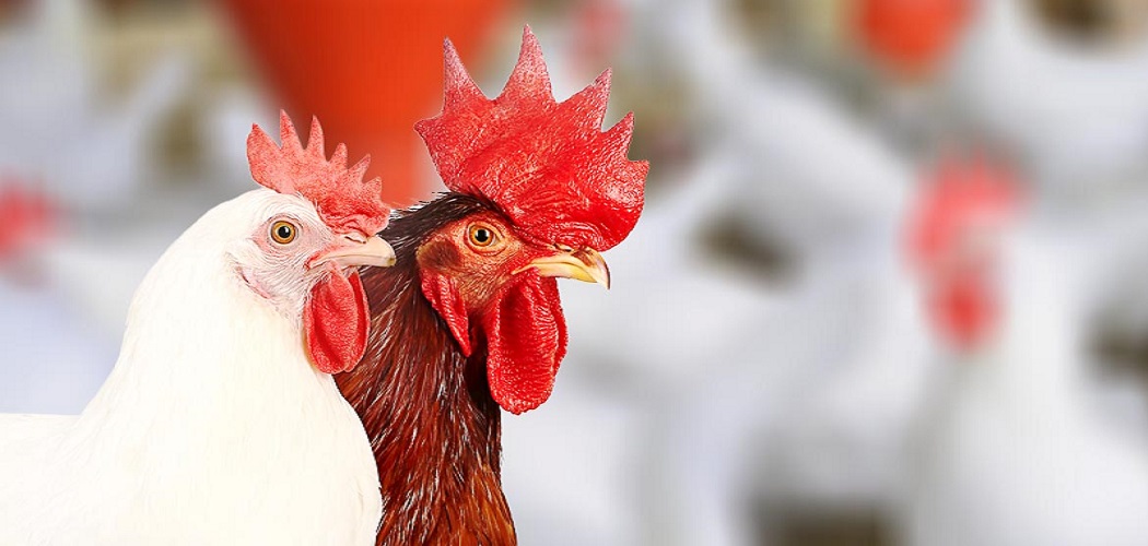 Total Poultry Solution Provider merupakan bisnis yang telah dirintis oleh Japfa Comfeed Indonesia sejak 40 tahun lalu - Dok.Perusahaan