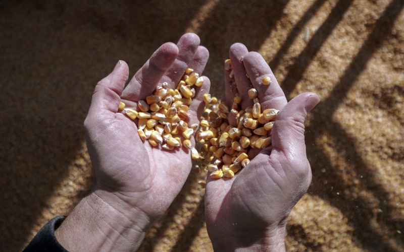 Harga jagung naik menyentuh level tertinggi dalam delapan tahun. (Bloomberg)