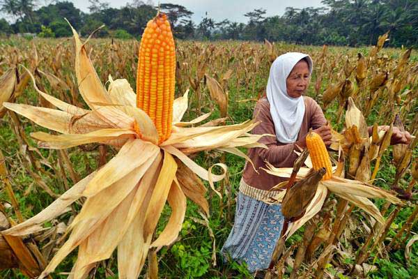 Petani memanen jagung untuk pakan ternak ayam di Dusun Guha, Kabupaten Ciamis, Jawa Barat, Selasa (18/7).  - Antara/Adeng Bustomi