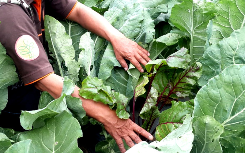 Petani di Desa Batur, Kecamatan Getasan, Kabupaten Semarang, menunjukkan tanaman bit yang dikembangkan secara organik. - Bisnis/Muhammad Faisal Nur Ikhsan.