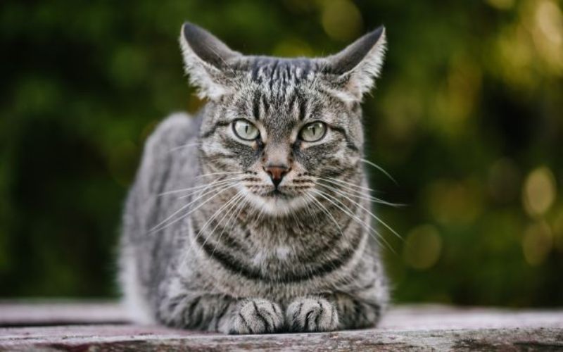 Kucing - Shutterstock