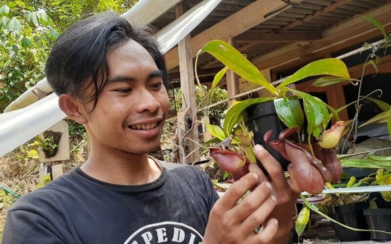 Pemuda dari Desa Kepel, Kecamatan Kare, Kabupaten Madiun berhasil membudidayakan tanaman karnivora, Kamis (29/9/2021). - JIBI/Abdul Jalil.