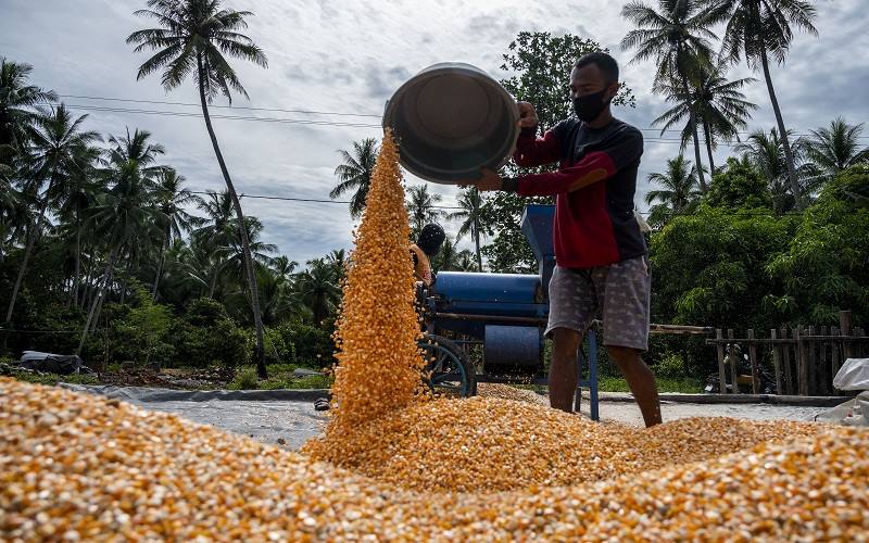Pekerja mengeringkan jagung yang baru dipipil di Desa Balongga, Sigi, Sulawesi Tengah, Senin (6/9/2021).  - Antara Foto/Basri Marzuki