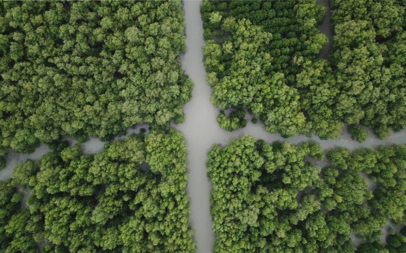 Surabaya Berencana Membuka Kembali Taman Hutan Raya dan Mangrove