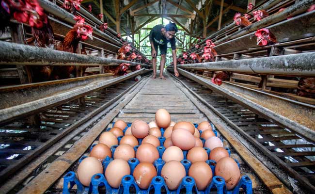 Peternak memanen telur ayam di peternakan kawasan Pakansari, Bogor, Jawa Barat, Kamis (13/2/2020).  - Antara Foto/Yulius Satria Wijaya