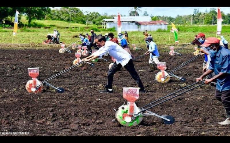 Presiden Joko Widodo ikut menanam benih jagung bersama para petani Papua Barat di satu lokasi di Kabupaten Sorong, Senin (4/10/2021) pagi ini. - Instagram @jokowi