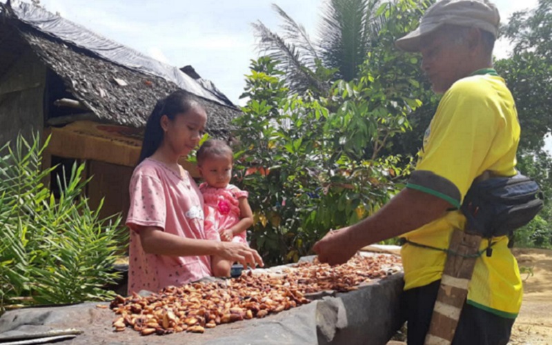 Yanti (kiri) dan Tomidi saat melihat biji kakao yang sedang dikeringkan di Sei Bamban, Kecamatan Besitang, Kabupaten Langkat, Sumatra Utara, Minggu (10/10/2021).  - Bisnis/Nanda Fahriza Batubara