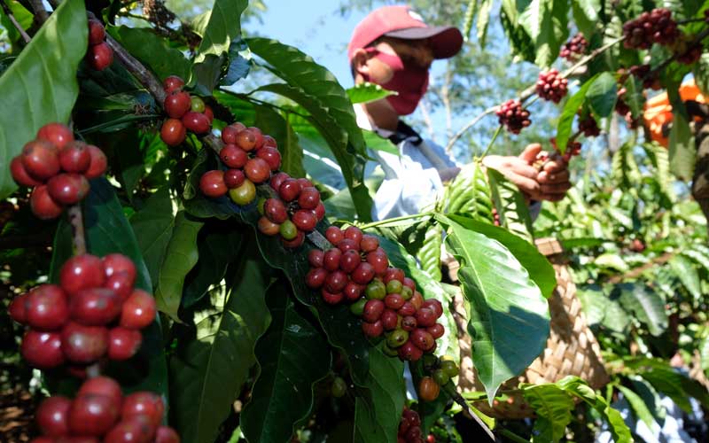 Seorang petani memanen kopi Robusta (Coffea canephora) saat panen perdana di perladangan Desa Jambon, Kandangan, Temanggung, Jawa Tengah, Selasa (25/8/2020). Kabupaten Temanggung merupakan penghasil kopi terbesar di Jawa Tengah dengan lahan kopi seluas 12.000 hektare dan menghasilkan 30 persen ekspor kopi dari Pulau Jawa. ANTARA FOTO - Anis Efizudin