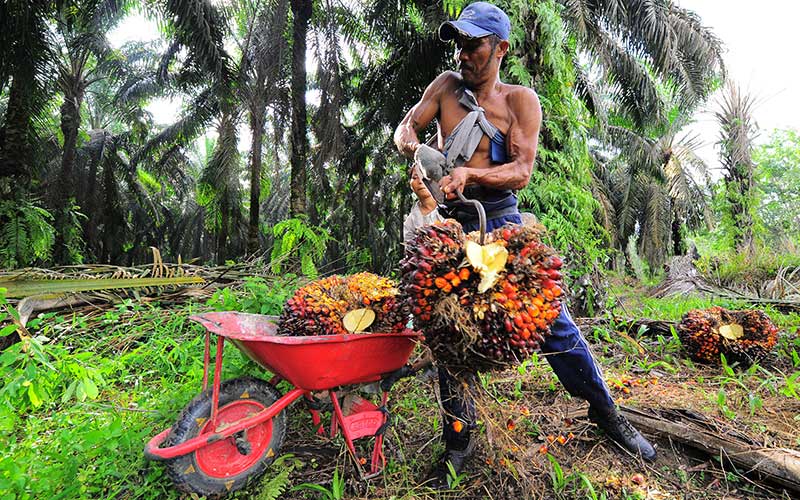 Pekerja memuat tandan buah segar (TBS) kelapa sawit, di Petajen, Batanghari, Jambi, Jumat (11/12/2020).  ANTARA FOTO - Wahdi Septiawan