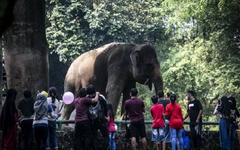 Sejumlah wisatawan menyaksikan Gajah sumatra (Elephas maximus sumatranus) di Taman Margasatwa Ragunan, Jakarta, Kamis (14/5/2021). - Antara\r\n
