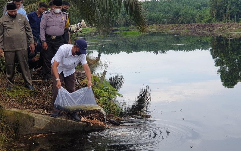 Sebanyak 26.000 benih ikan ditebar oleh PTPN V, dan dibudidayakan di waduk Kampung Sawit Permai, Kecamatan Dayun, Kabupaten Siak, Riau. Lokasi itu diharapkan akan menjadi tumpuan pelancongan baru di Kota Istana. Istimewa