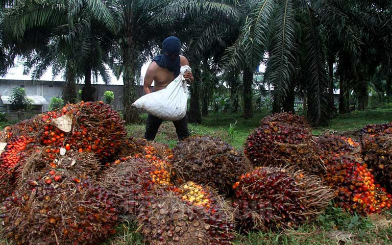 Pekerja menata kelapa sawit saat panen di kawasan Kemang, Kabupaten Bogor, Minggu (30/8/2020). Bisnis - Arief Hermawan P